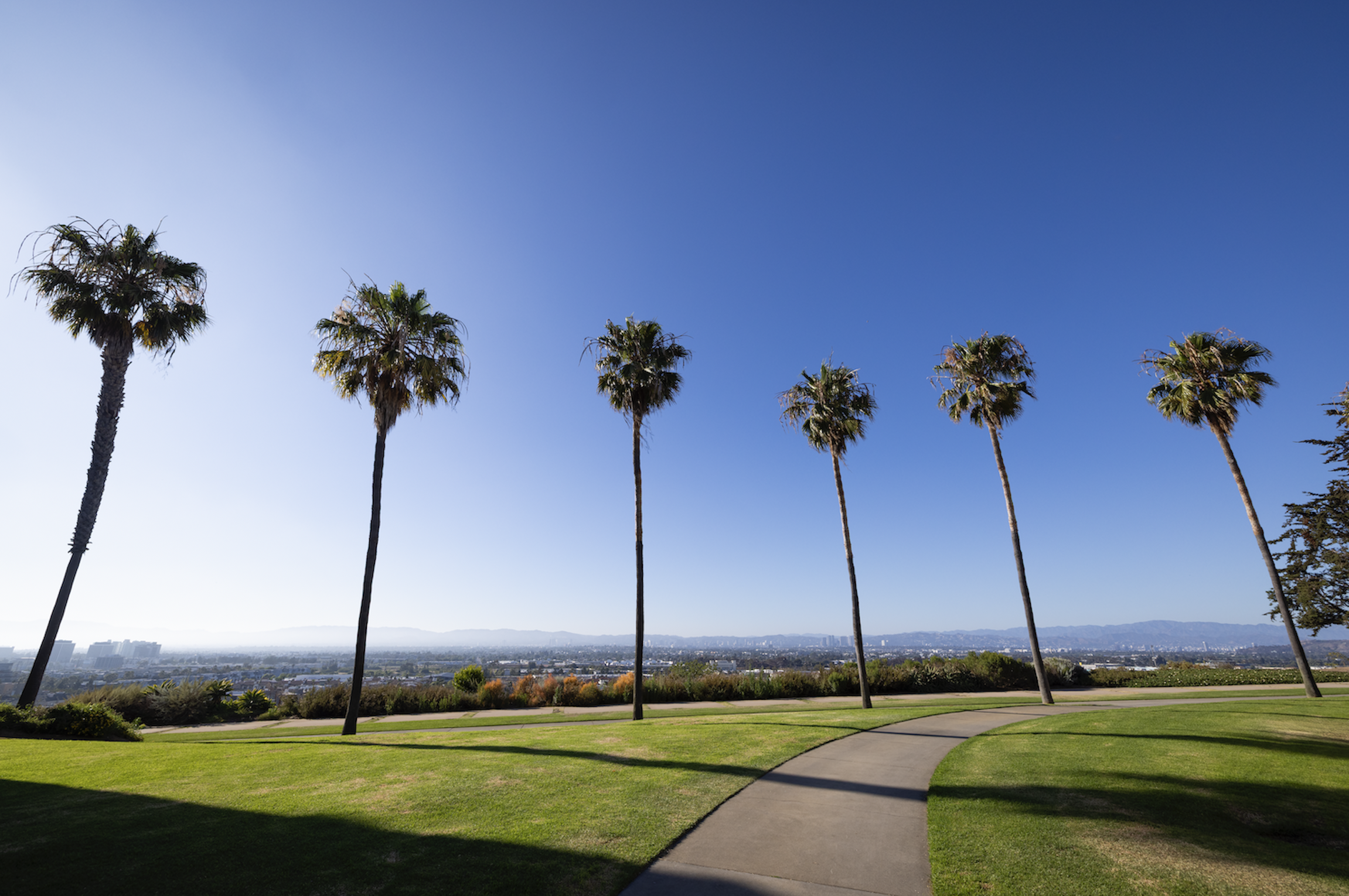 Palm Trees